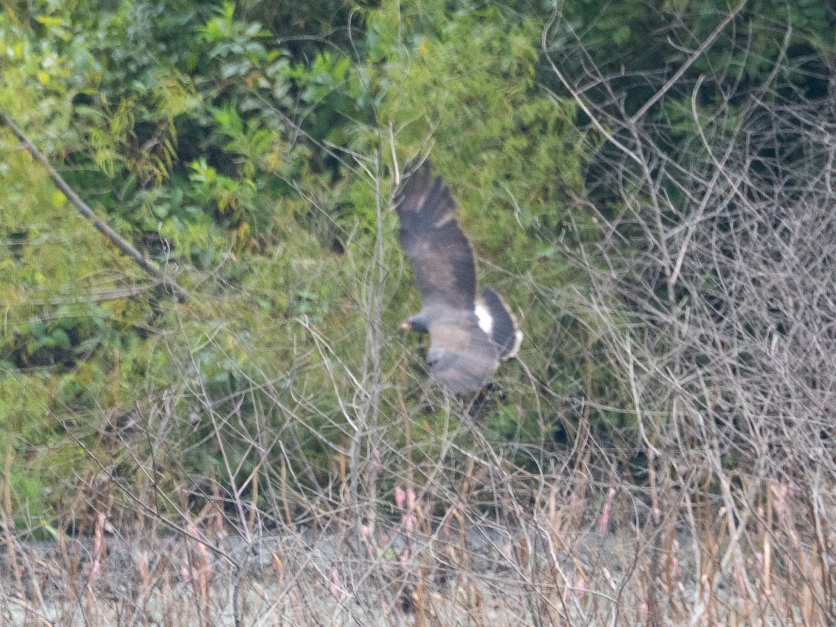 Snail Kite - ML641205754