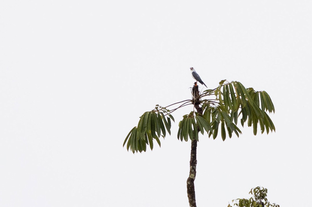 Gray-headed Goshawk - ML641205773