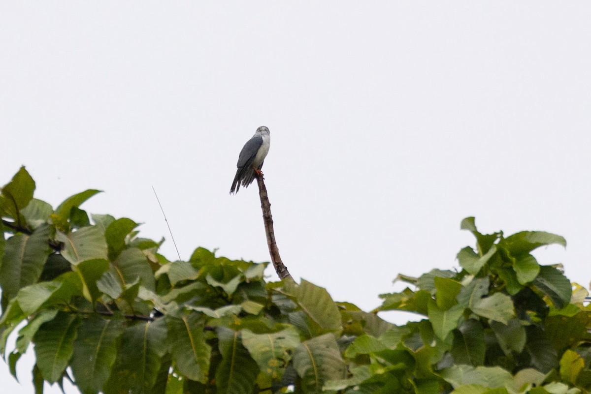 Gray-headed Goshawk - ML641205778