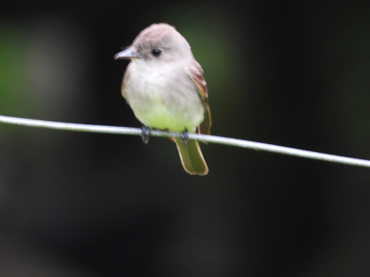 Northern Tropical Pewee - ML641205779