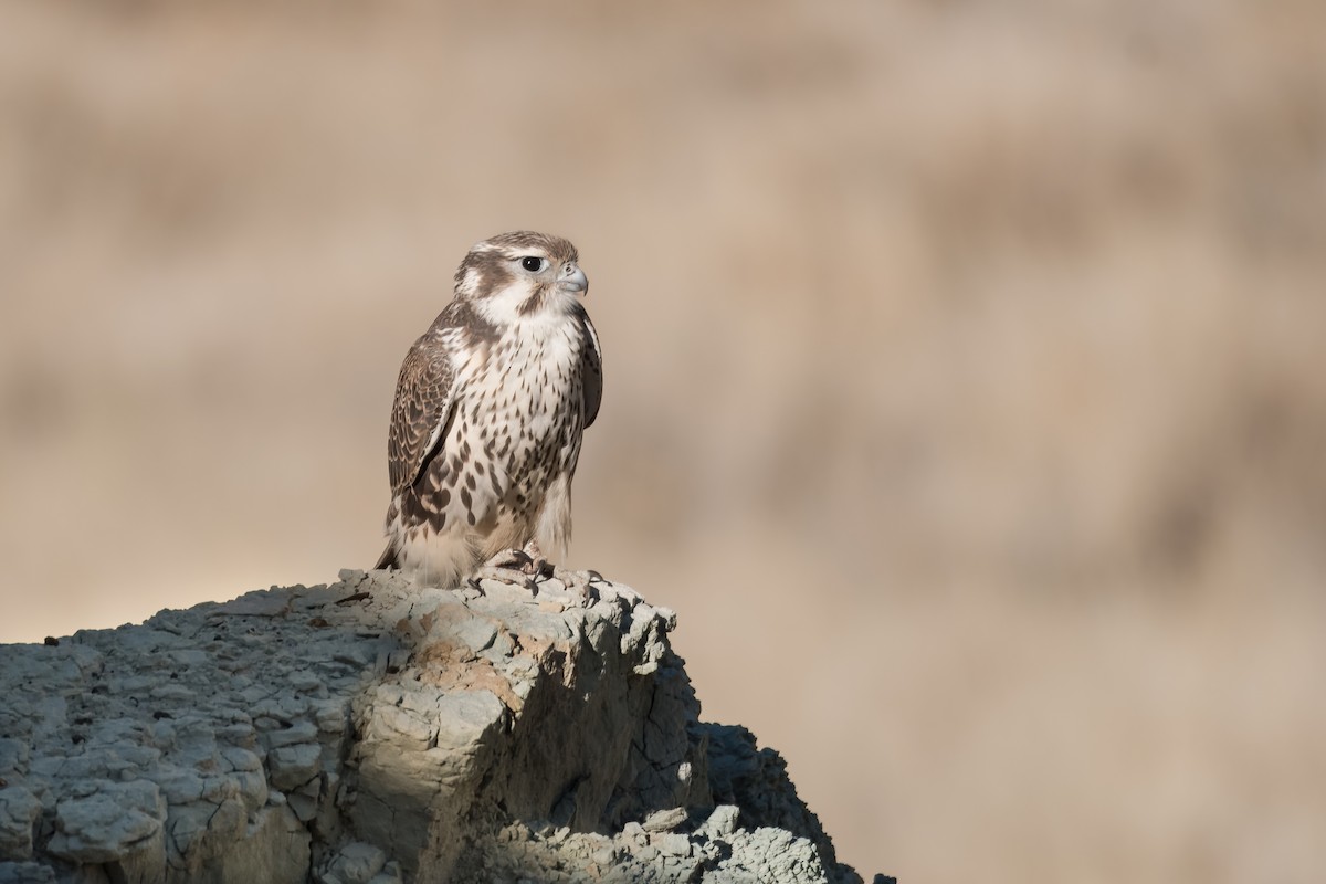 Prairie Falcon - ML641205792