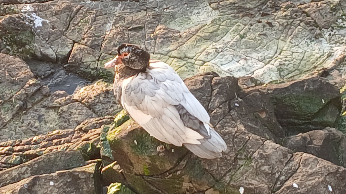 Muscovy Duck - ML641205826