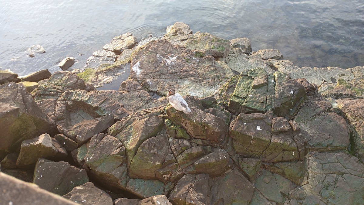 Muscovy Duck - ML641205828