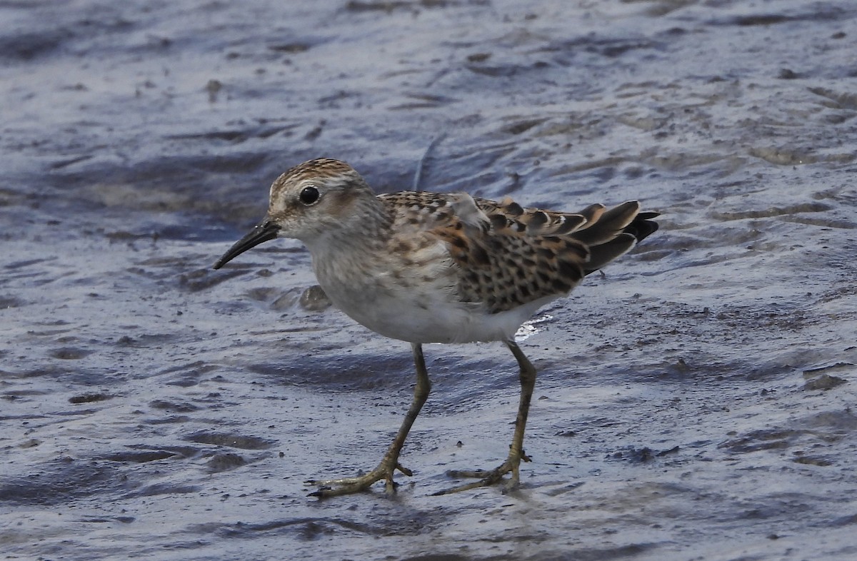 Least Sandpiper - ML641205844