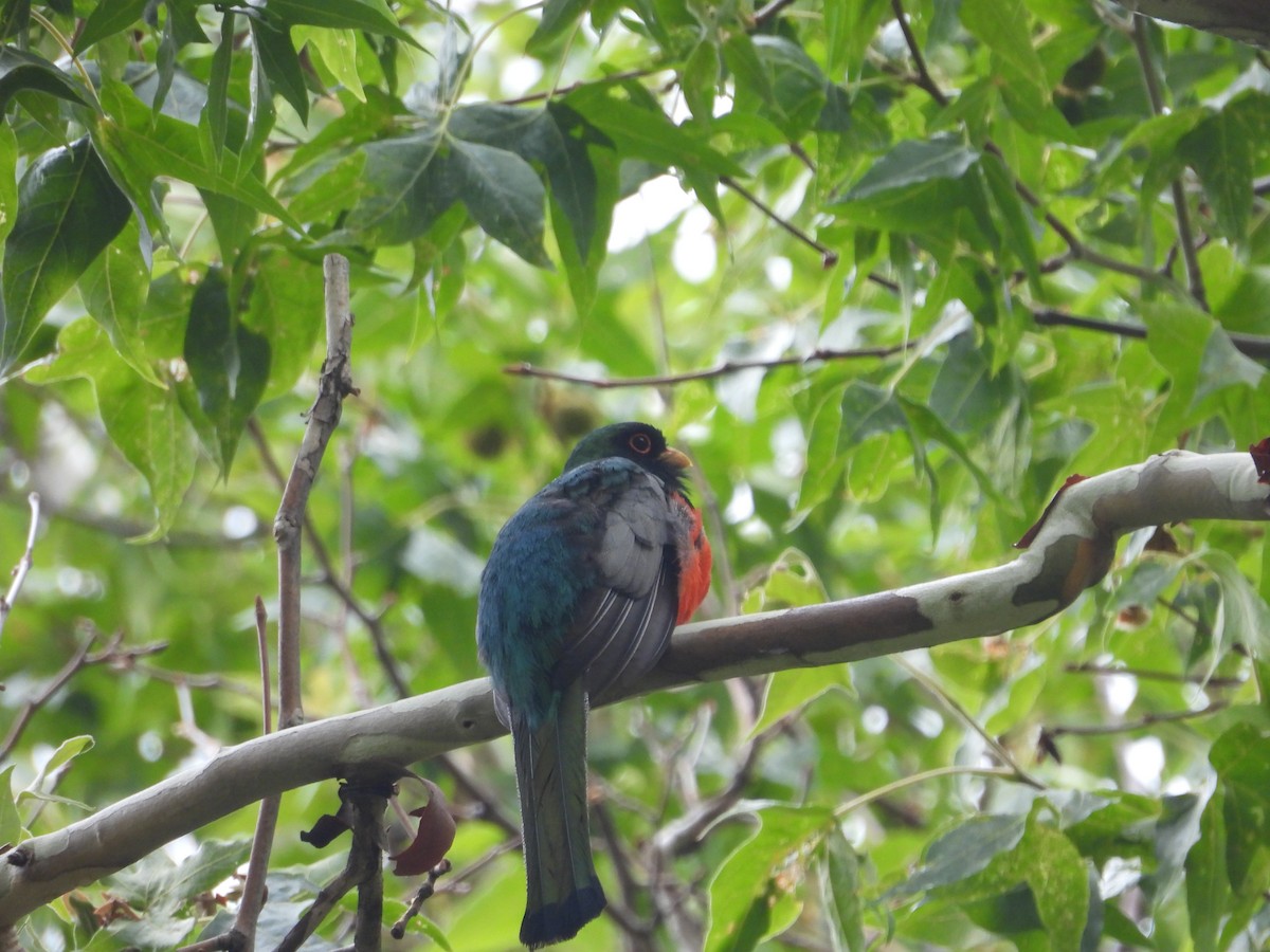 Elegant Trogon - ML641205895