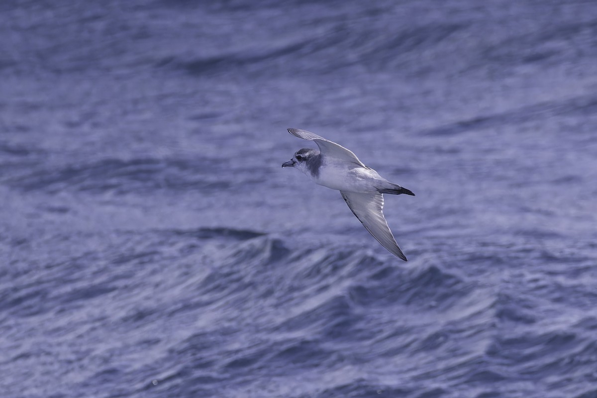 Antarctic Prion - ML641205905