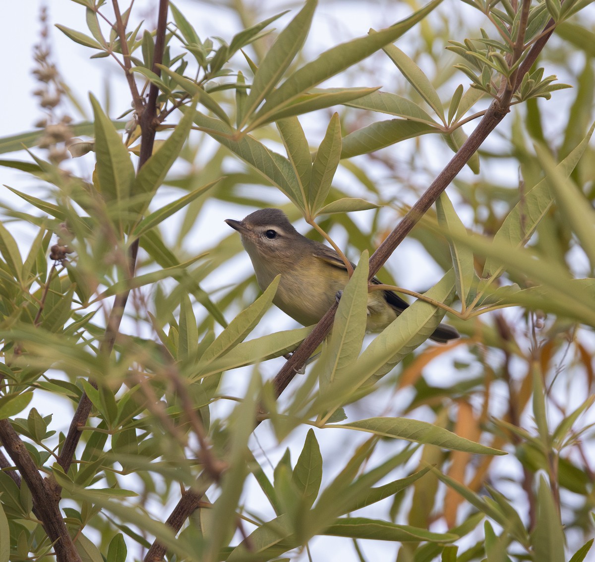 Warbling Vireo (Western) - ML641205923