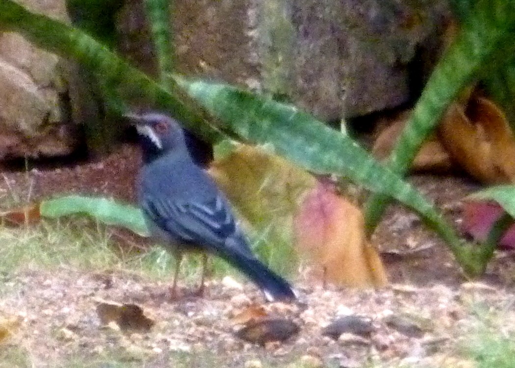 Western Red-legged Thrush - ML641205932