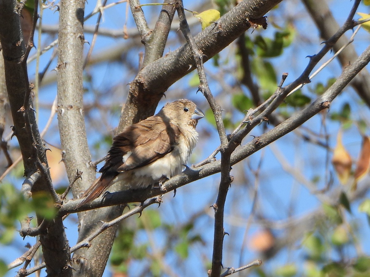 African Silverbill - ML641205937