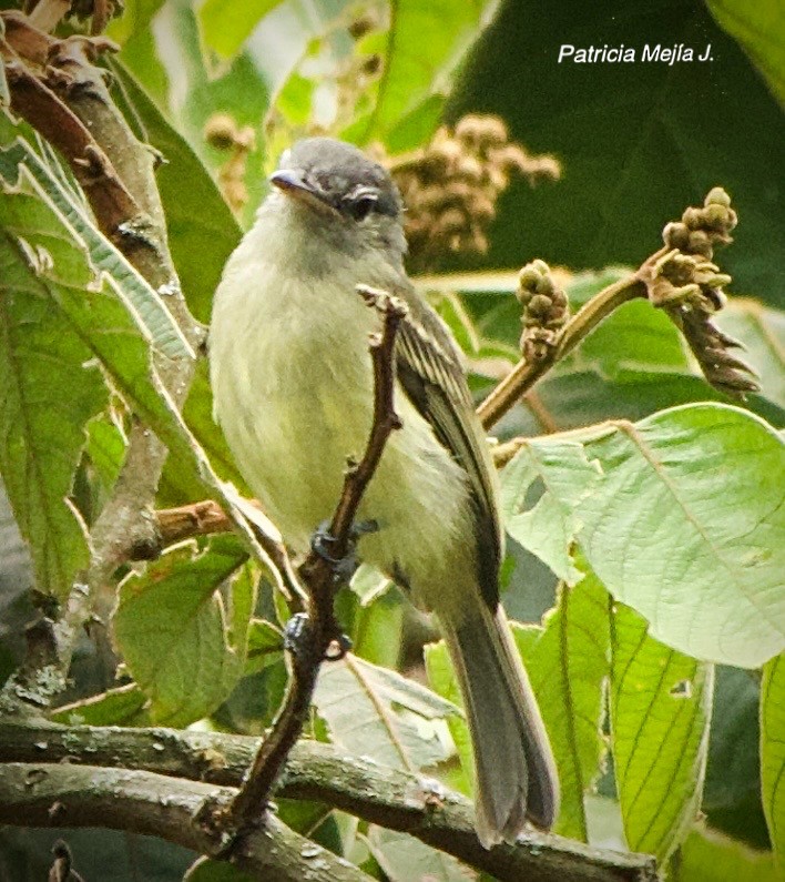 Yellow-olive Flatbill - ML641205967