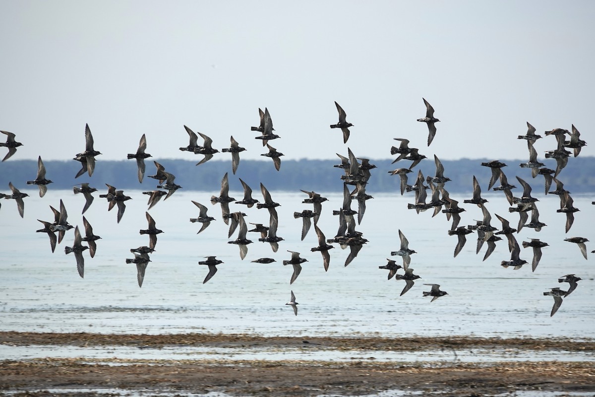 American Golden-Plover - ML641205972