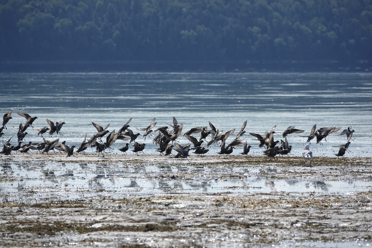 American Golden-Plover - ML641205973