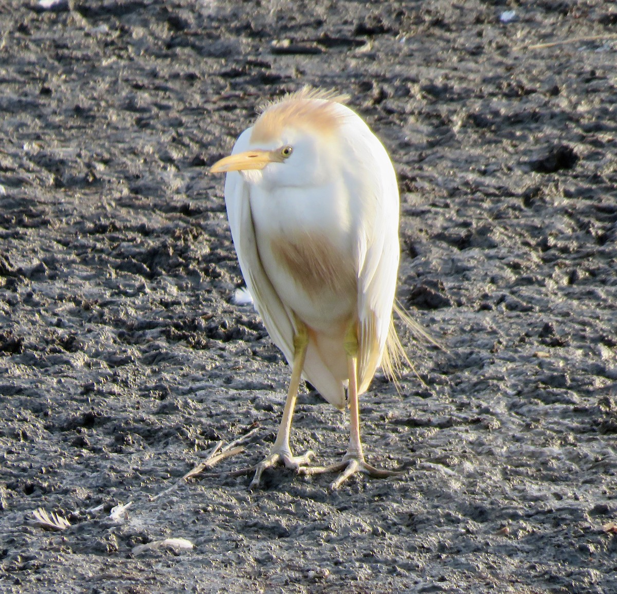 Western Cattle-Egret - ML641205978