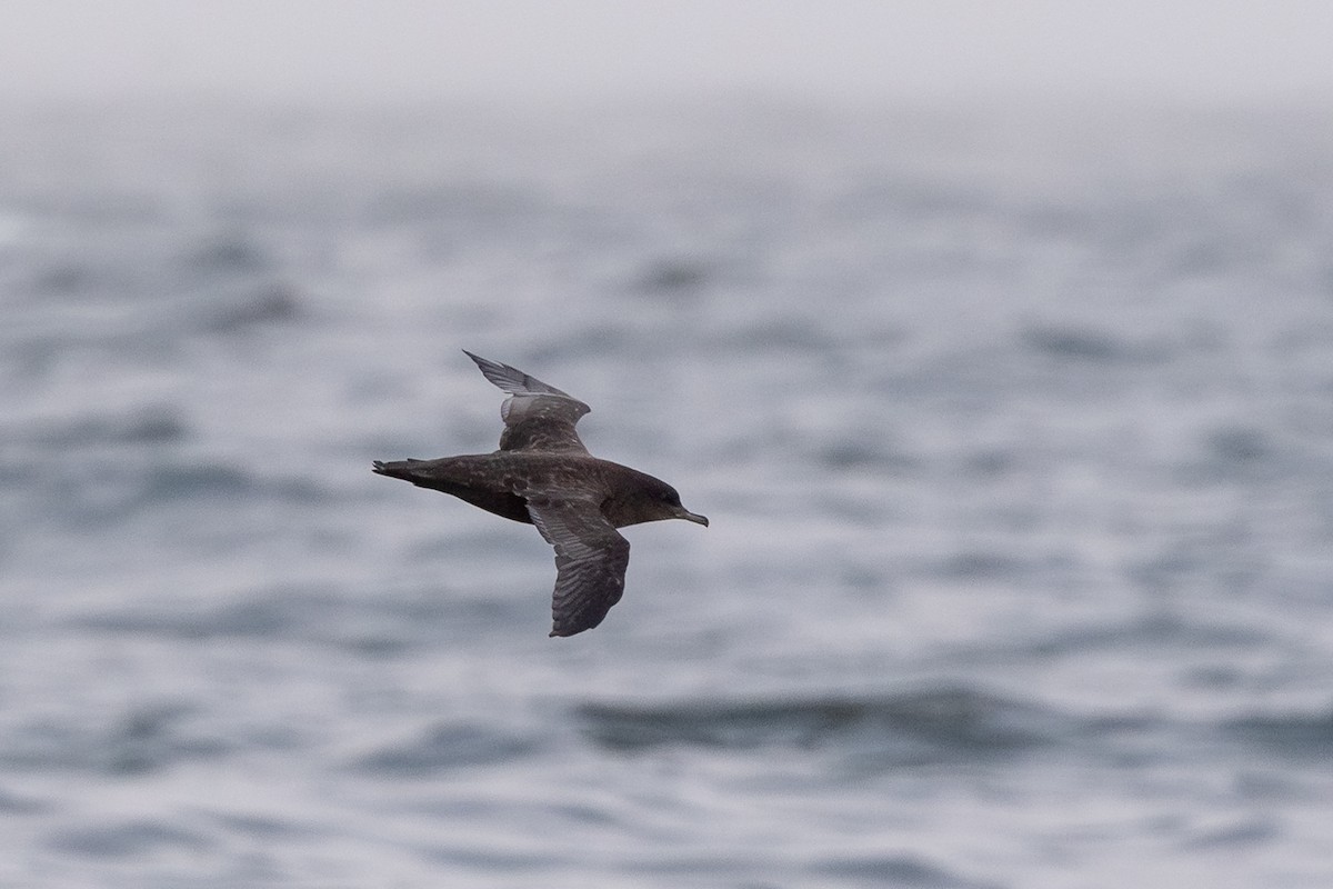 Sooty Shearwater - ML641205979