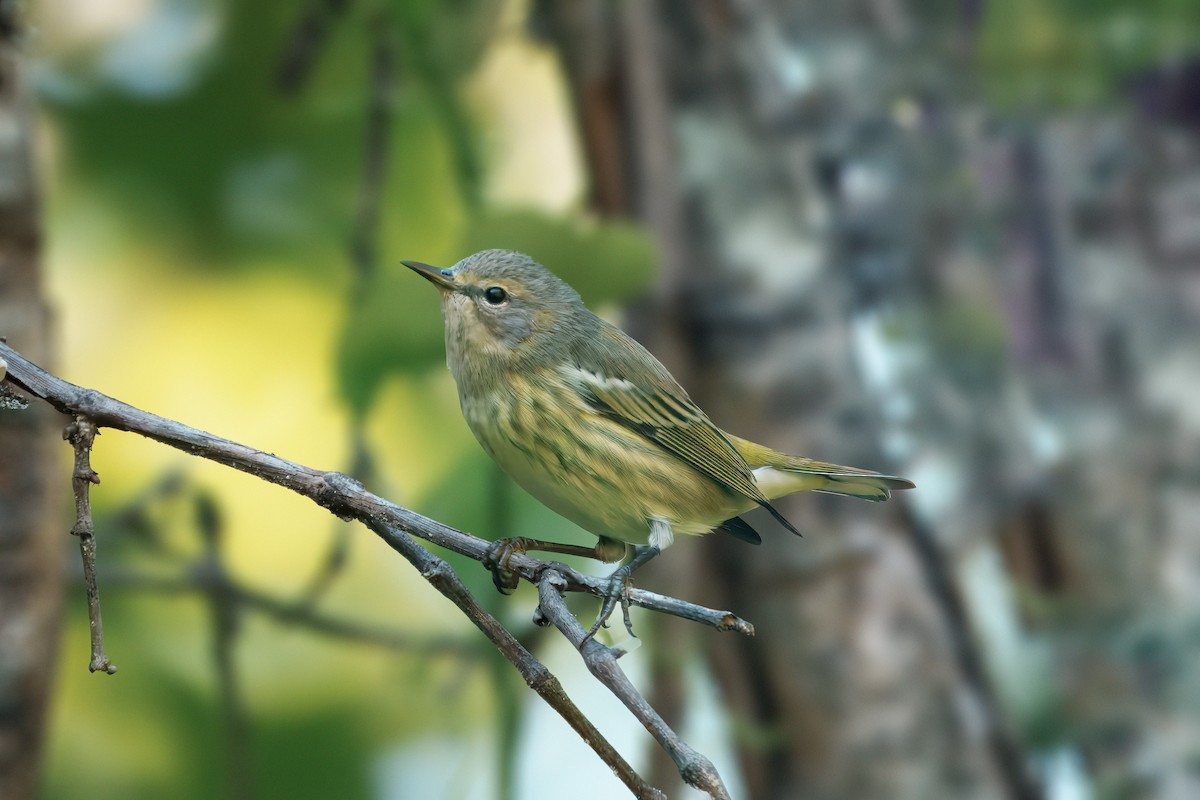 Cape May Warbler - ML641205980