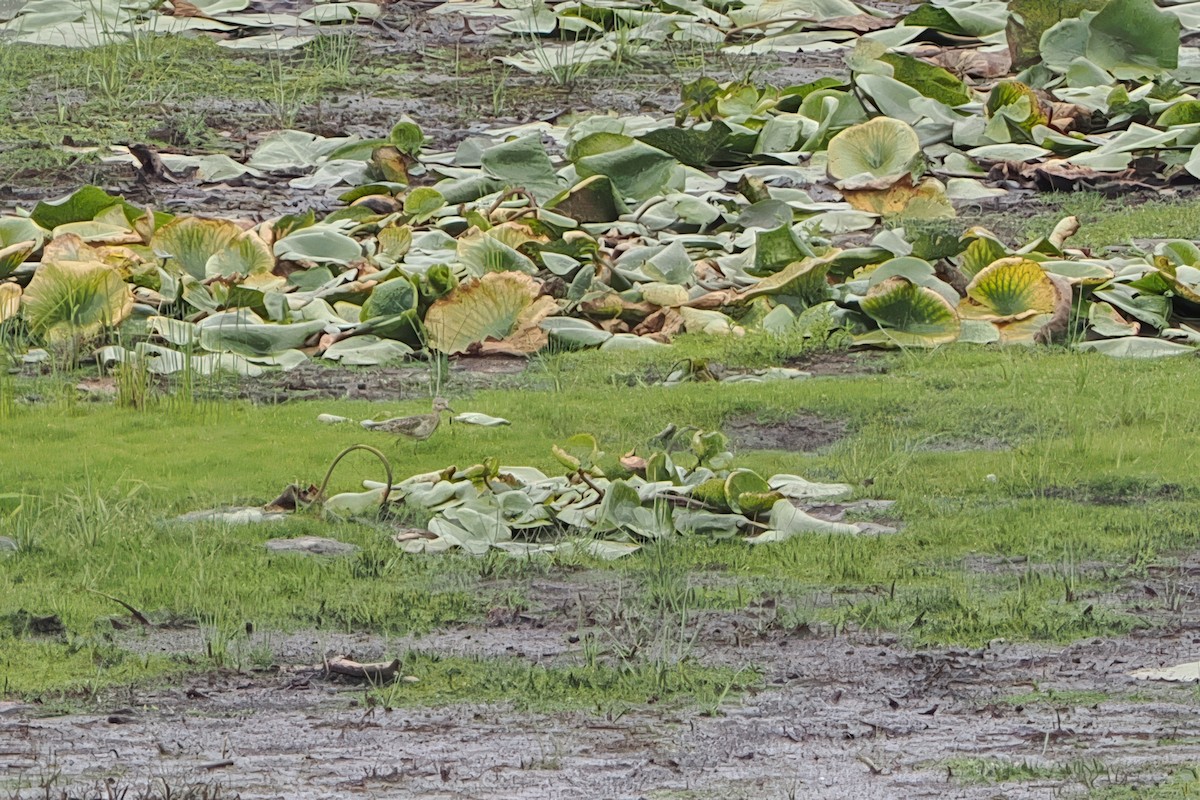 Buff-breasted Sandpiper - ML641205982