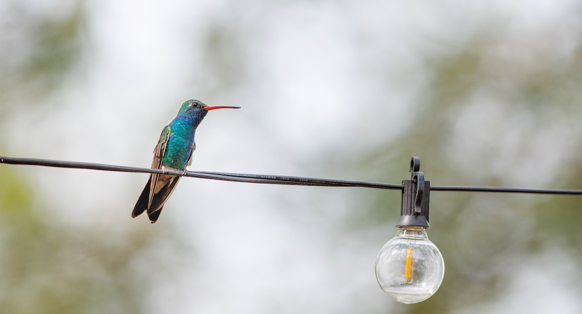 Broad-billed Hummingbird - ML641205983
