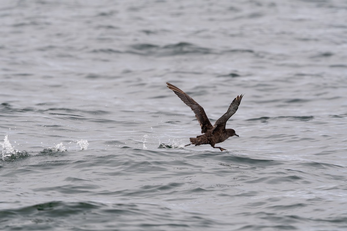Sooty Shearwater - ML641205985