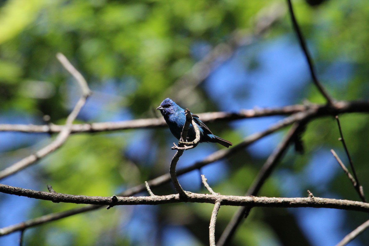 Indigo Bunting - ML641205987