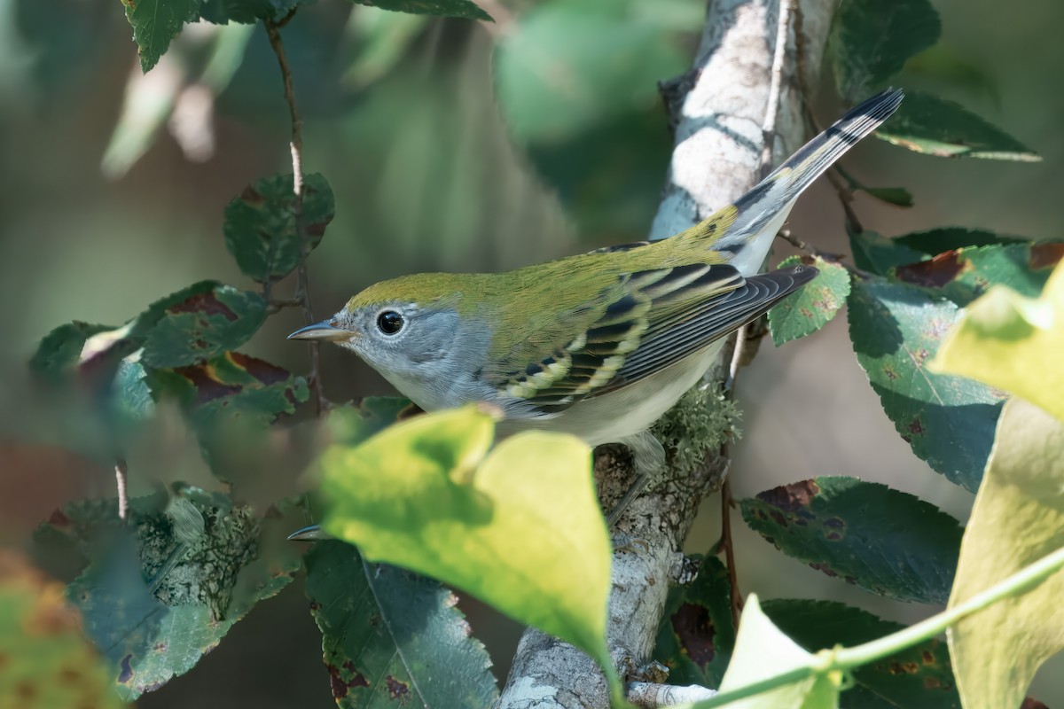 Chestnut-sided Warbler - ML641205990
