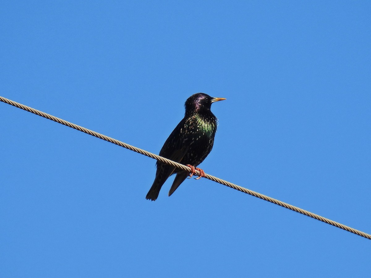 European Starling - ML641205991