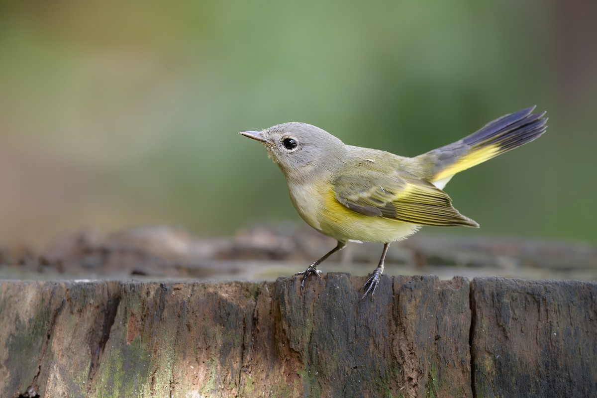 American Redstart - ML641205992