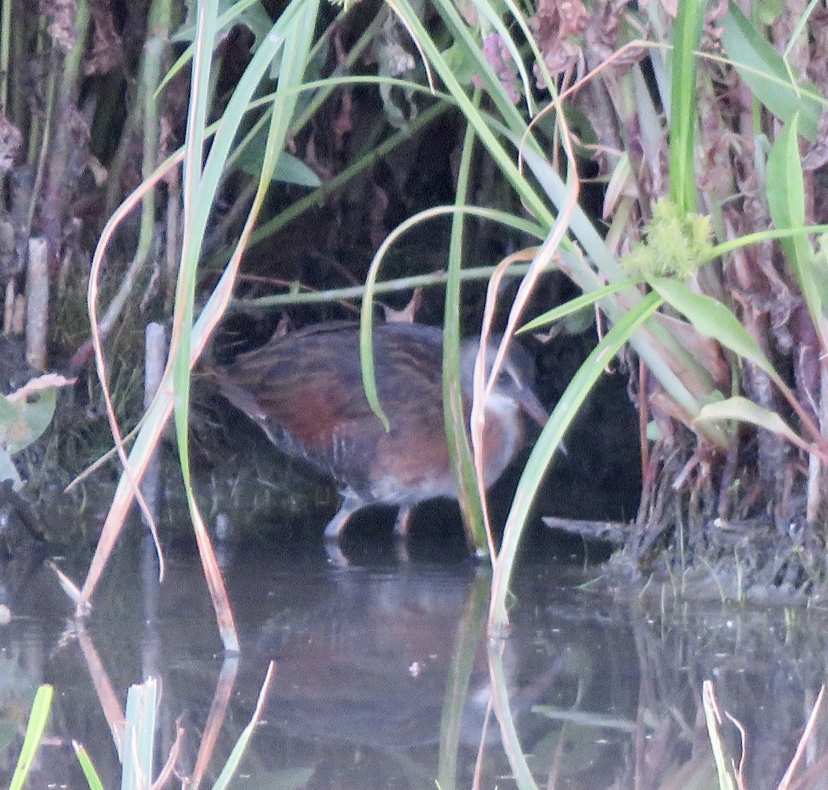 Virginia Rail - ML641205994