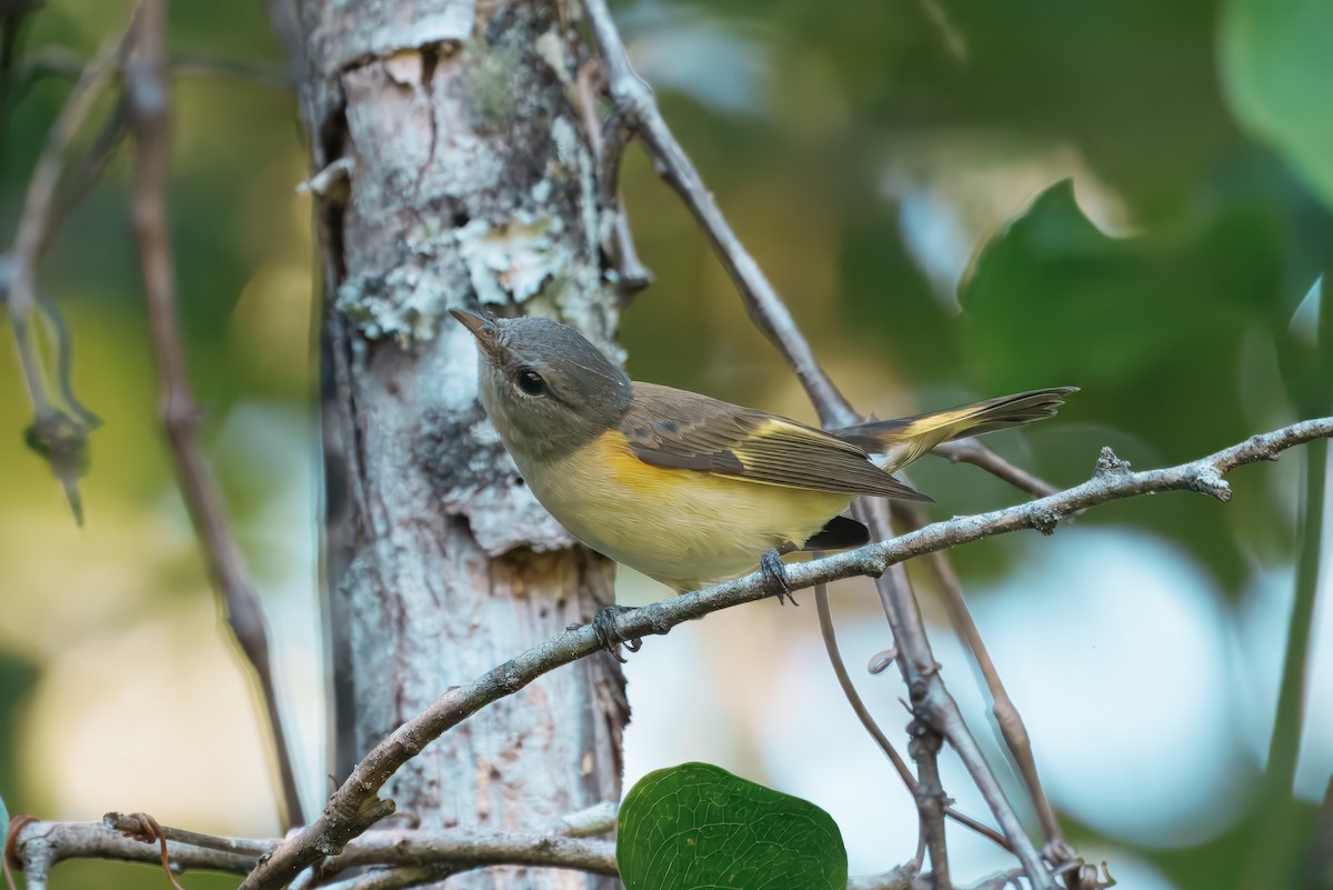 American Redstart - ML641205995