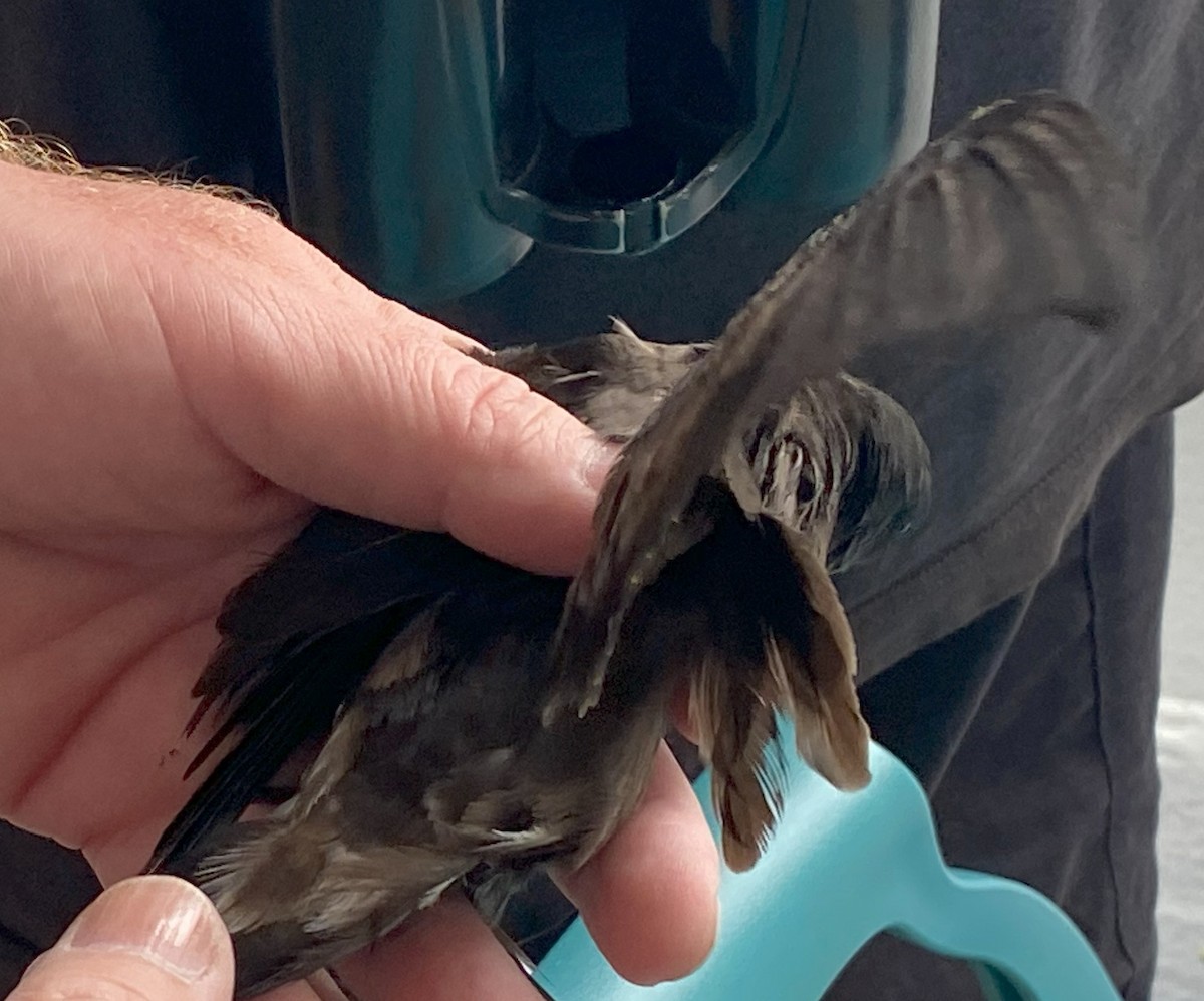 Leach's Storm-Petrel (Chapman's) - ML641205997