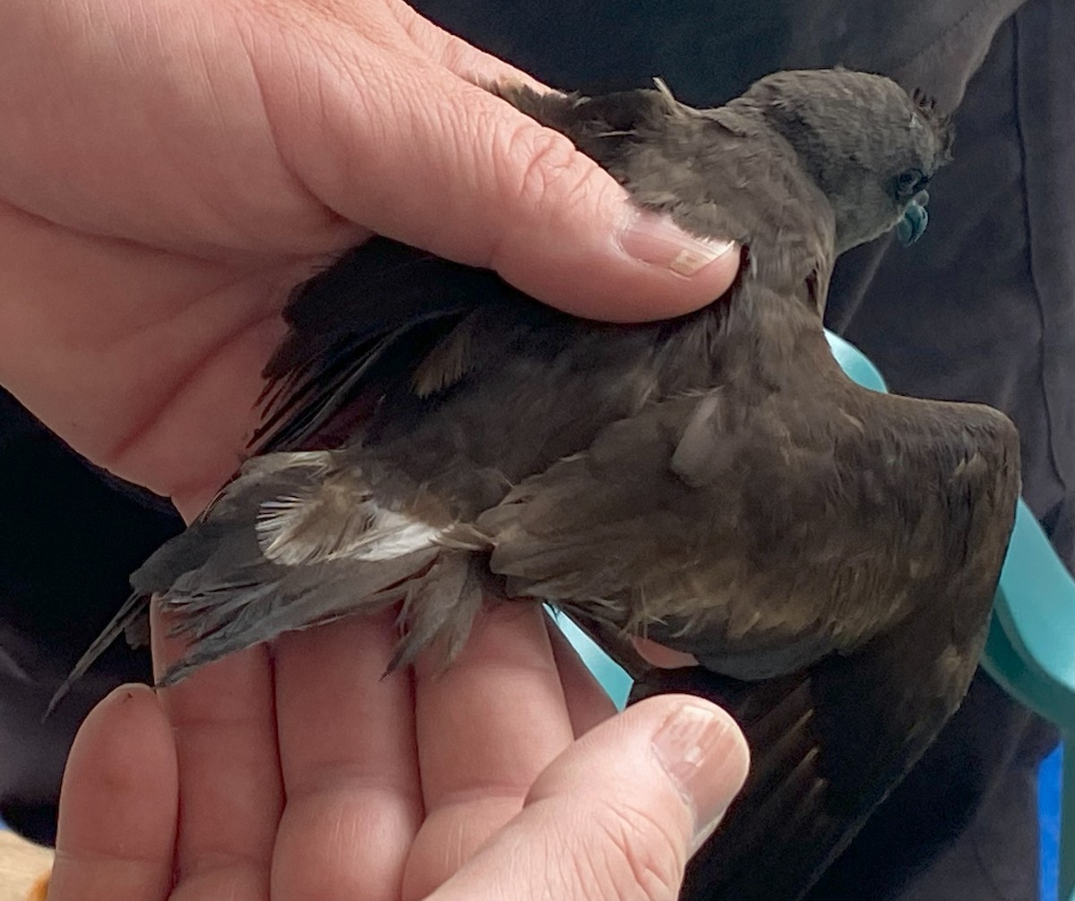 Leach's Storm-Petrel (Chapman's) - ML641205998