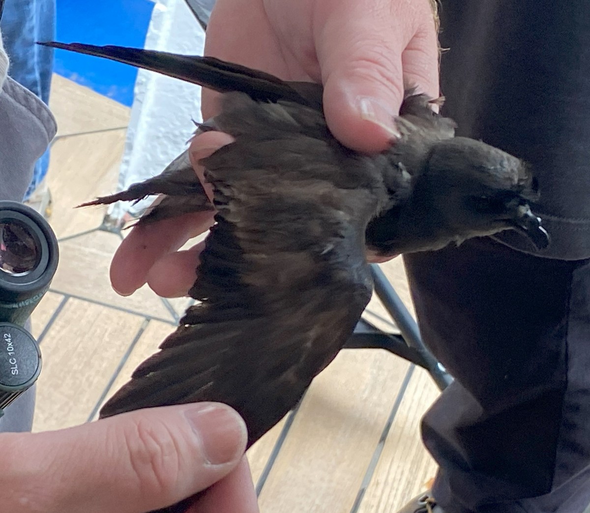 Leach's Storm-Petrel (Chapman's) - ML641205999
