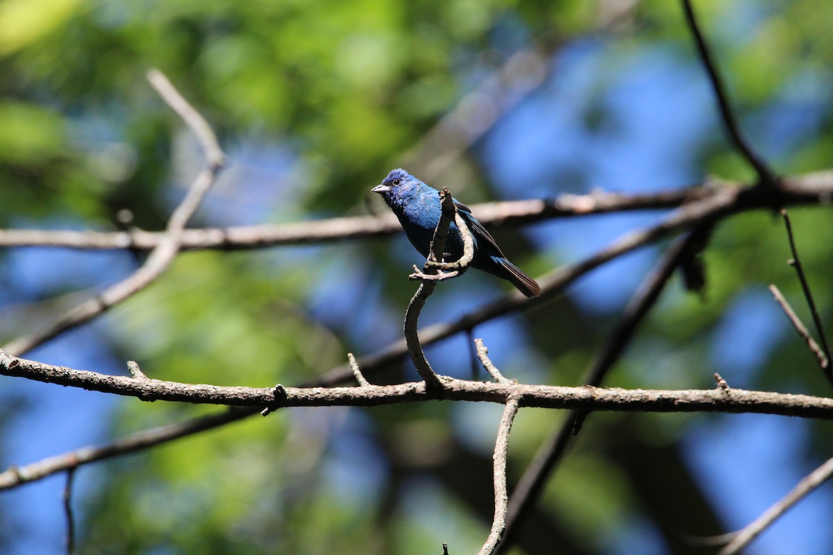 Indigo Bunting - ML641206008