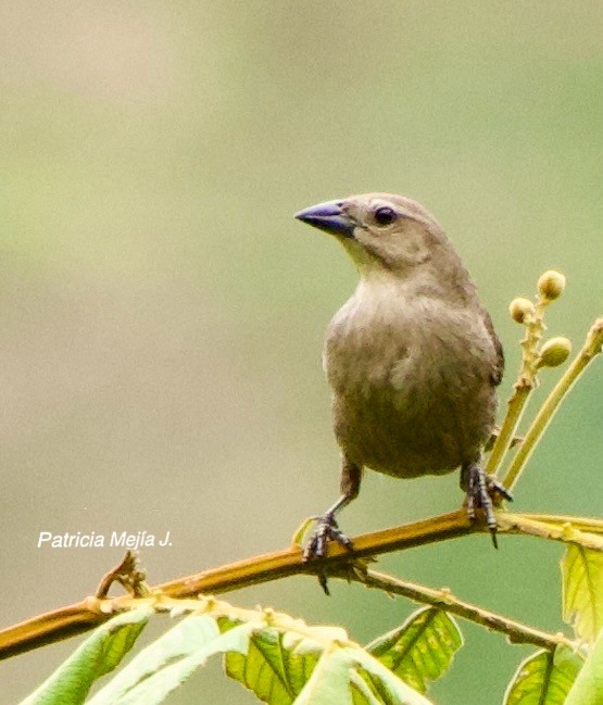 Shiny Cowbird - ML641206031