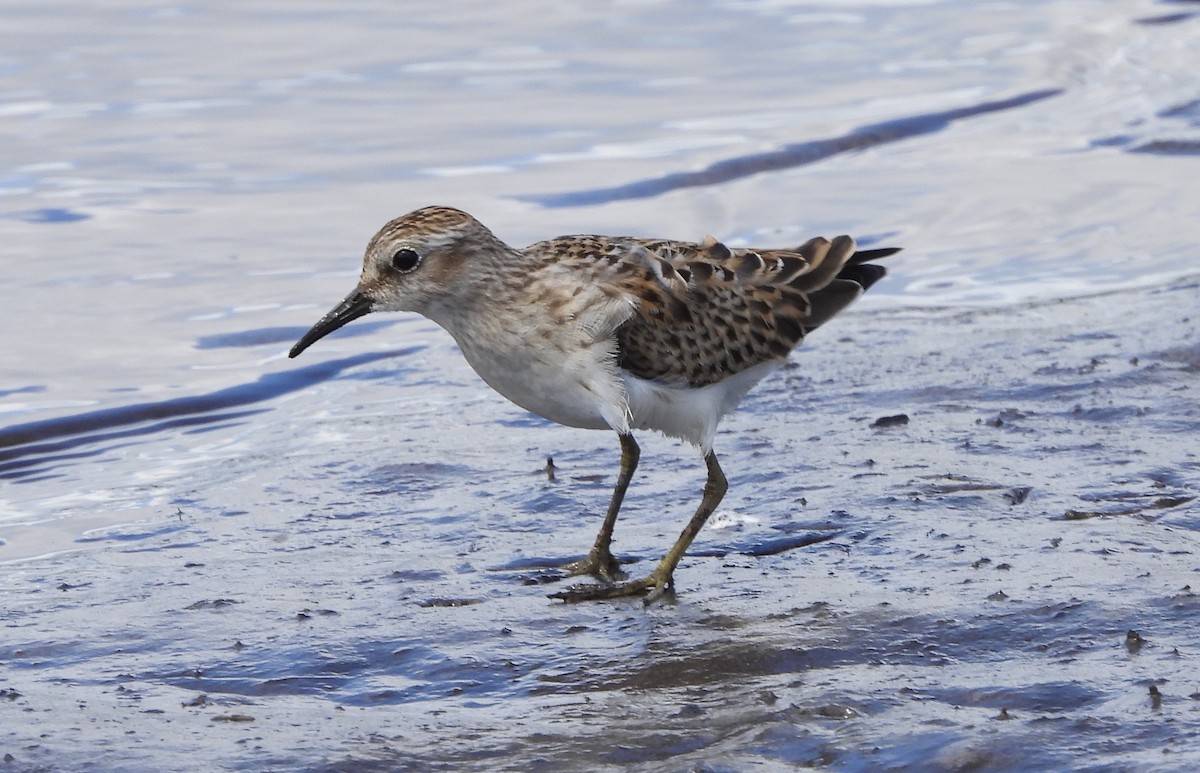 Least Sandpiper - ML641206050
