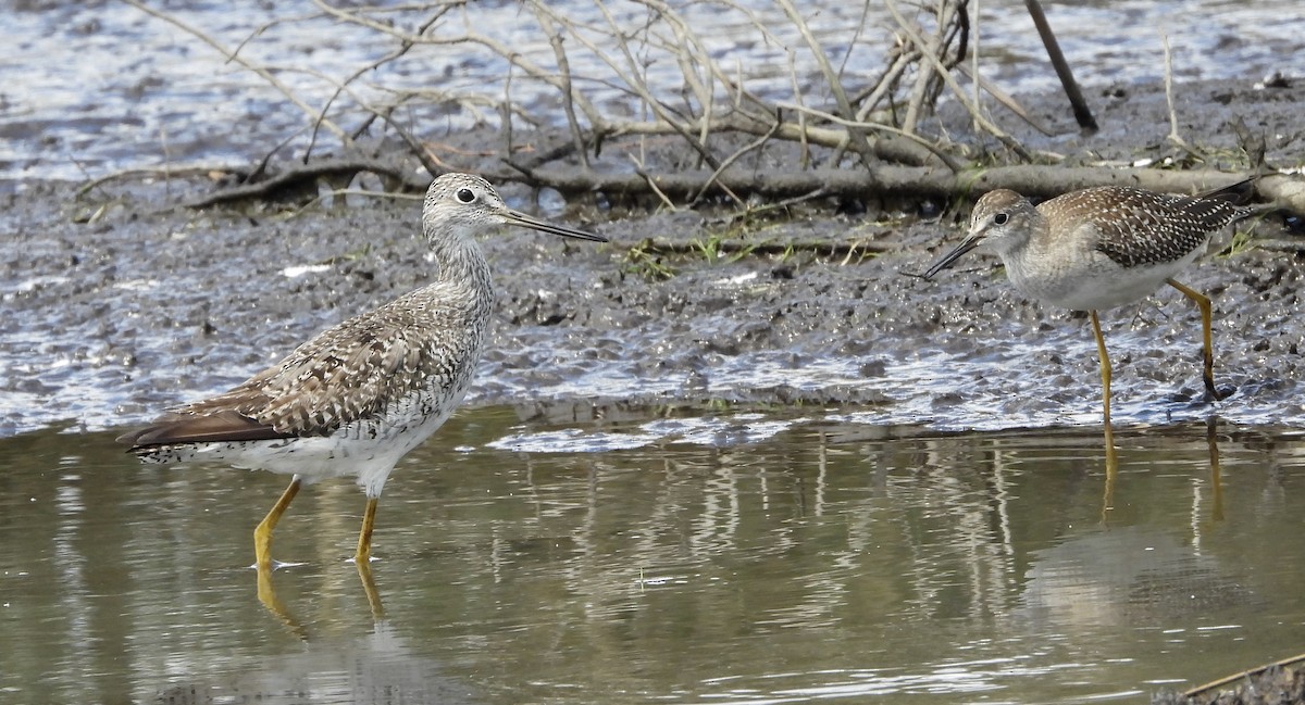 Lesser Yellowlegs - ML641206055