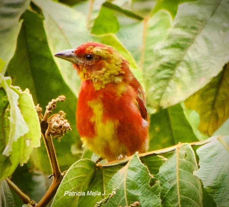 Hepatic Tanager - ML641206059