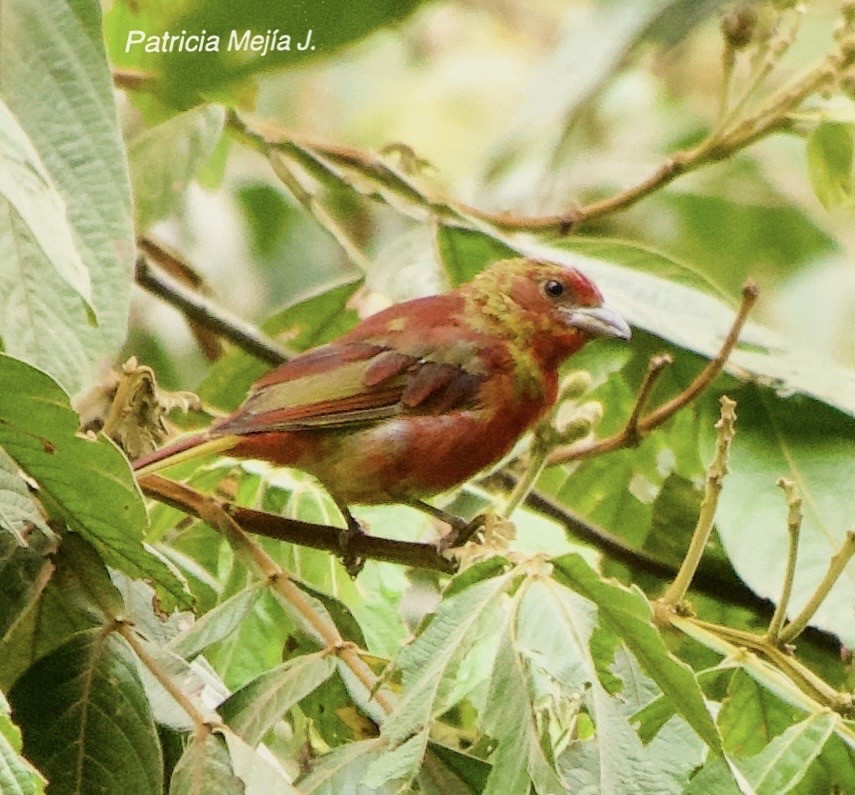 Hepatic Tanager - ML641206060