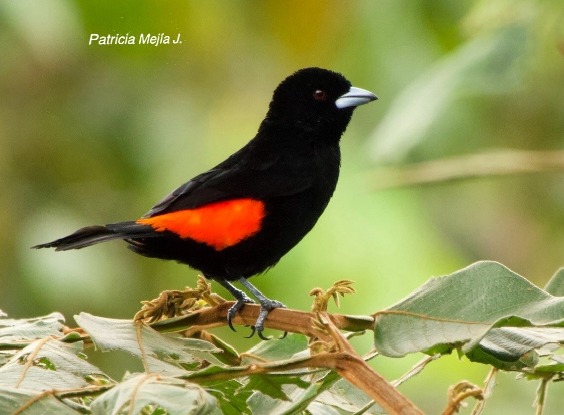 Flame-rumped Tanager - ML641206068