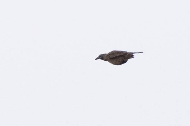 Helmeted Friarbird (New Guinea) - ML641206070
