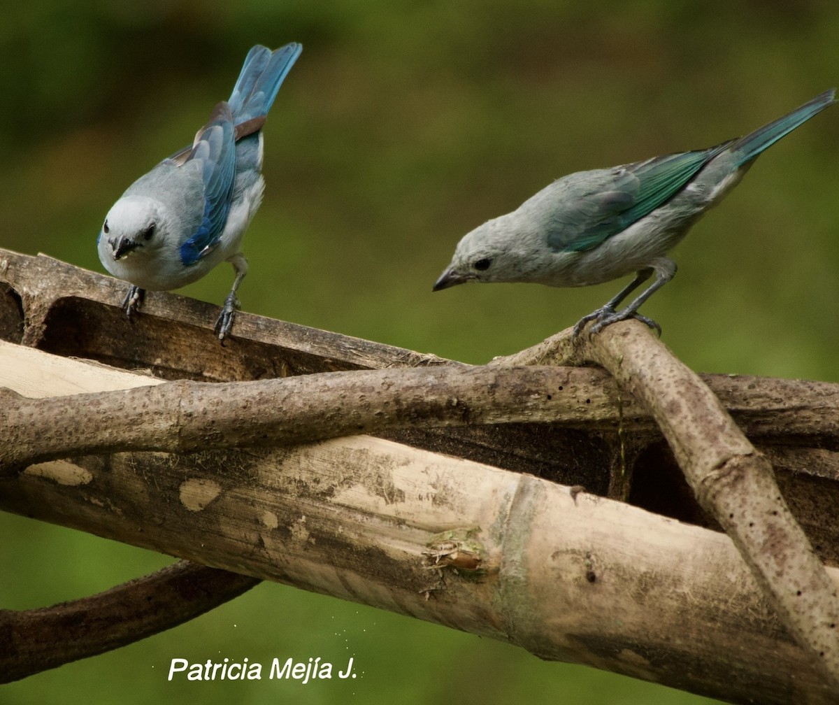 Blue-gray Tanager - ML641206083