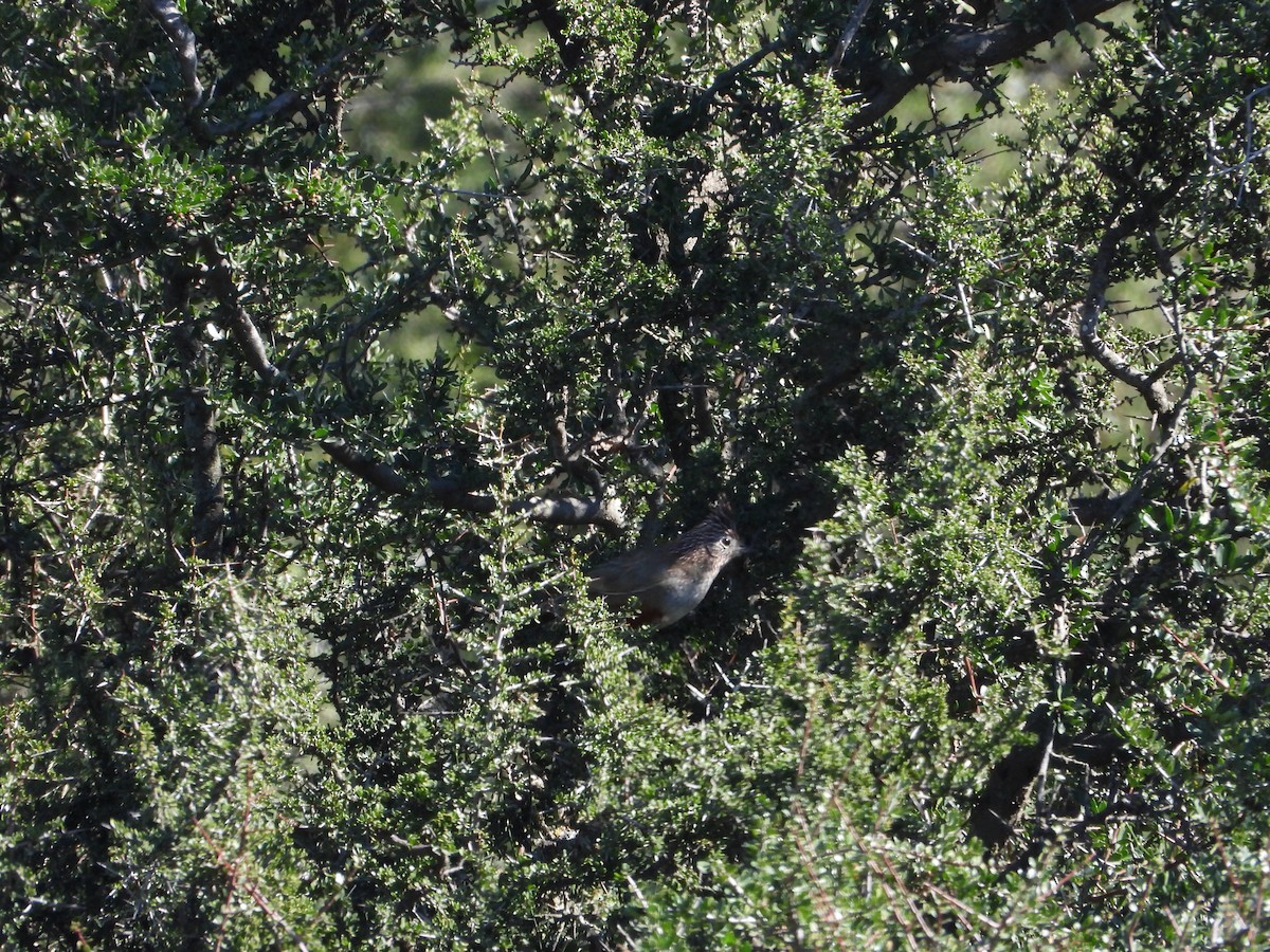 Crested Gallito - ML641206086