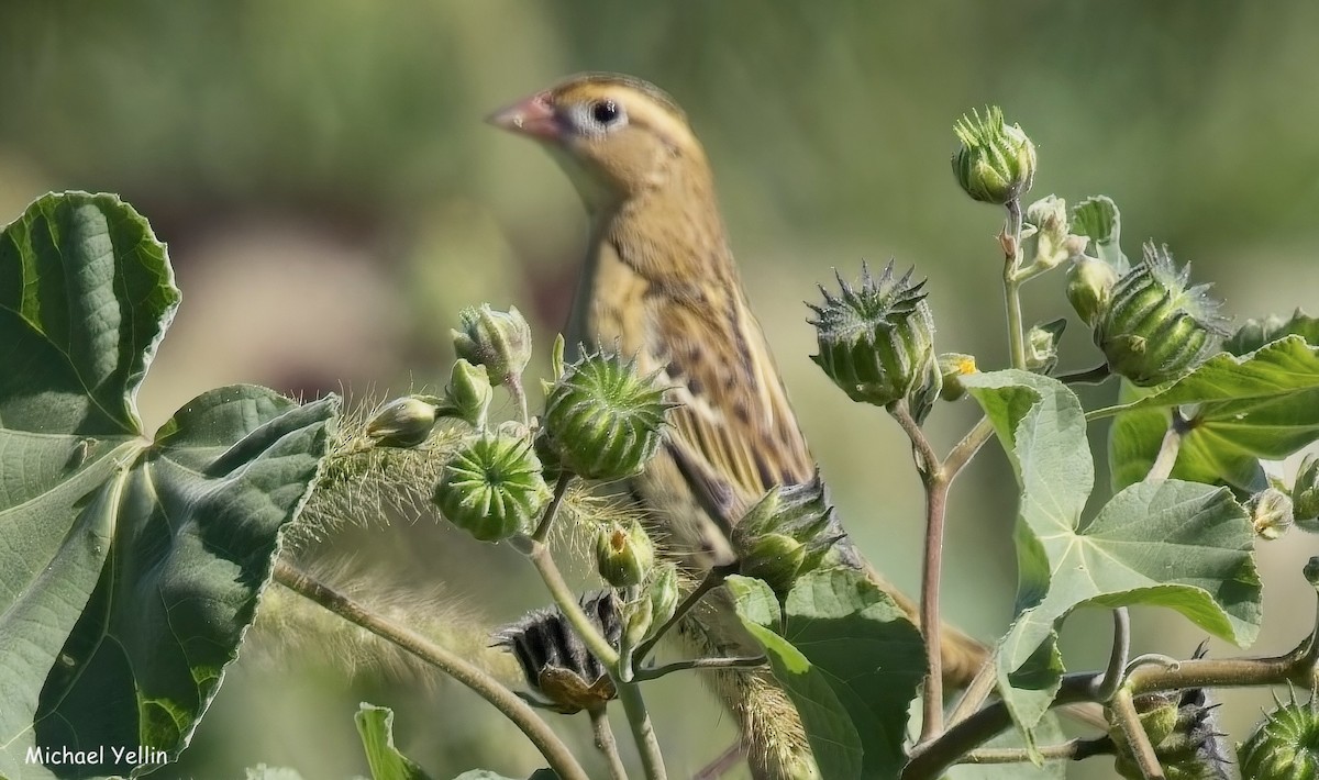 bobolink - ML641206099