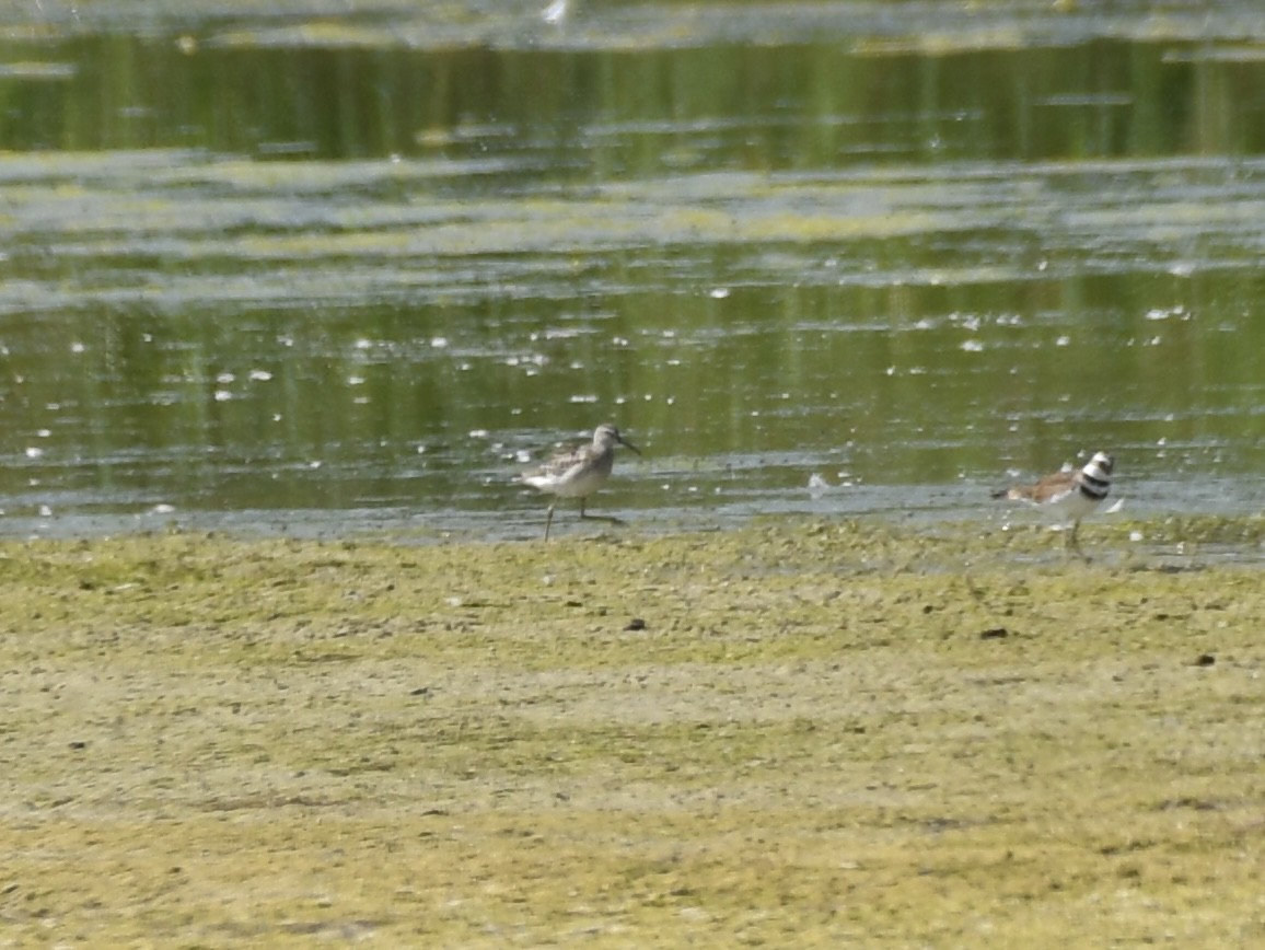 Stilt Sandpiper - ML641206104