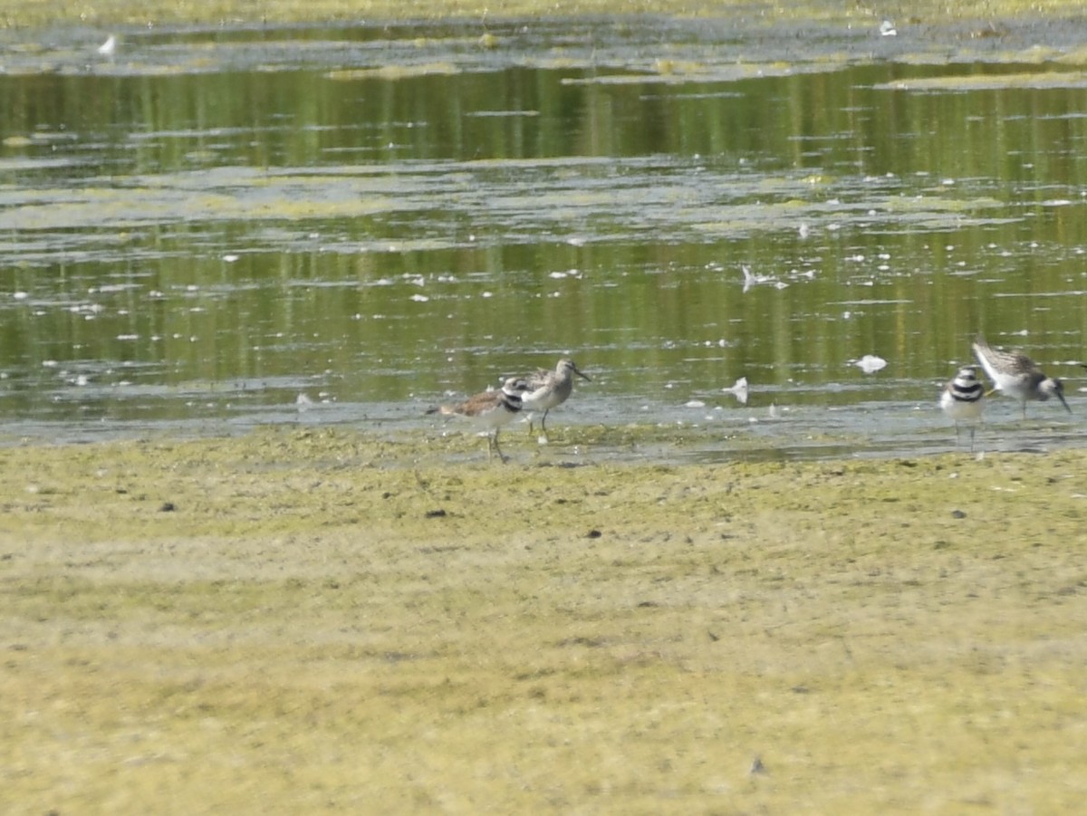 Stilt Sandpiper - ML641206105