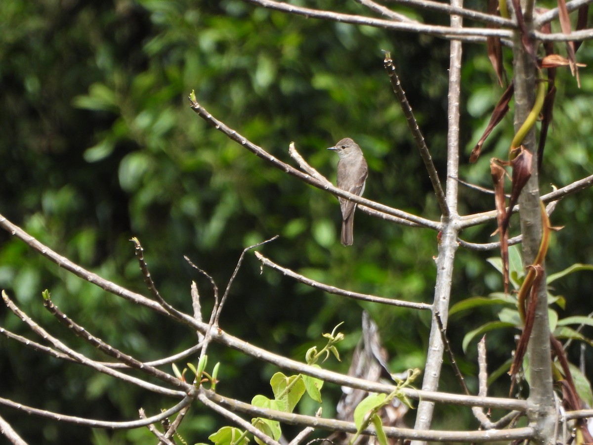 Apical Flycatcher - ML641206146