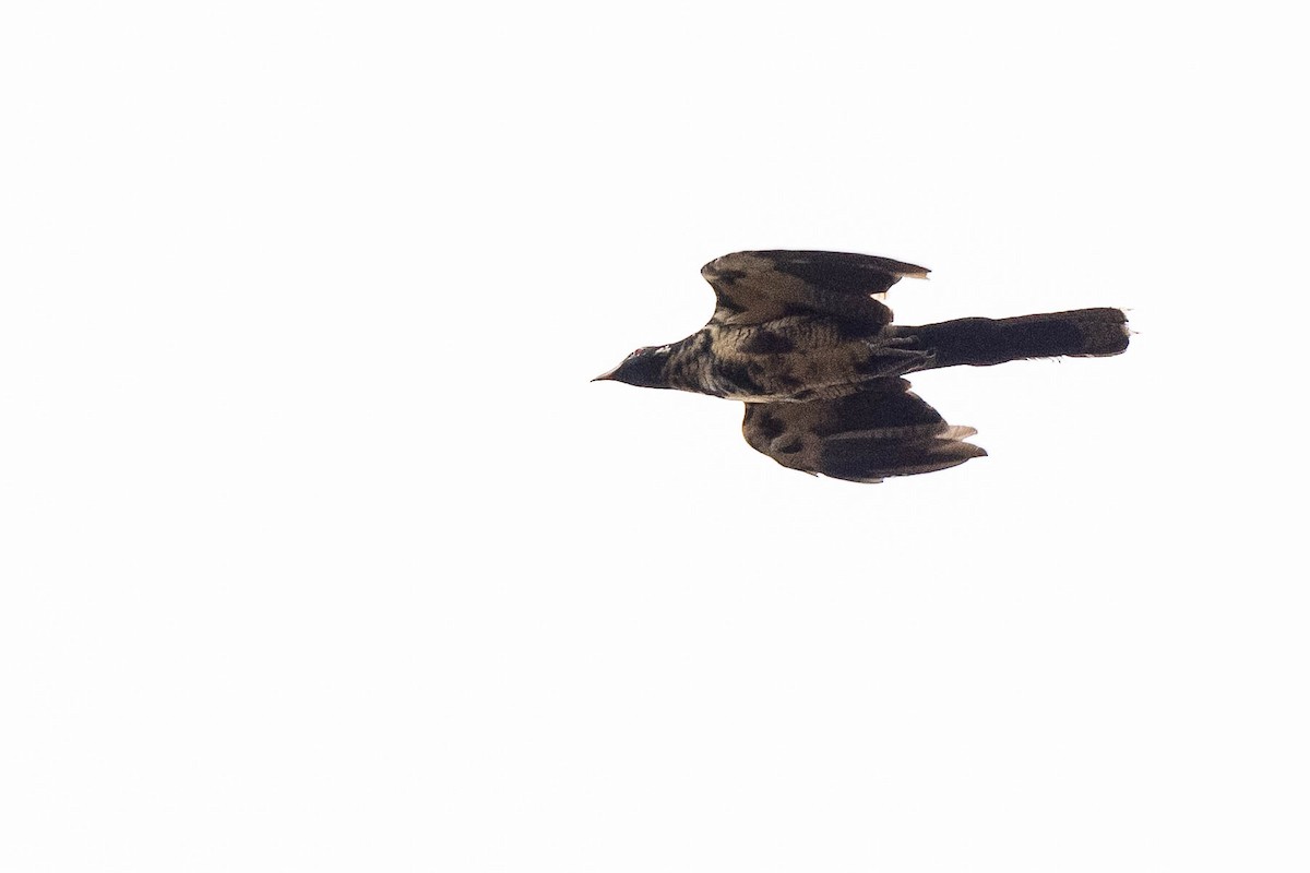 grånebbkoel - ML641206159