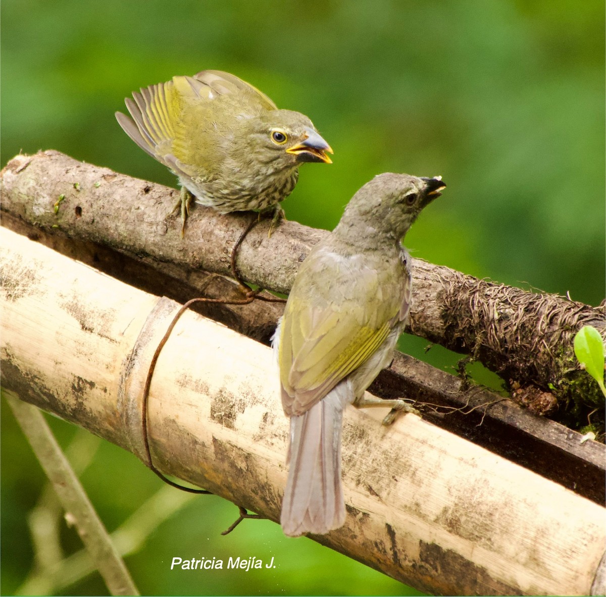 Streaked Saltator - ML641206161