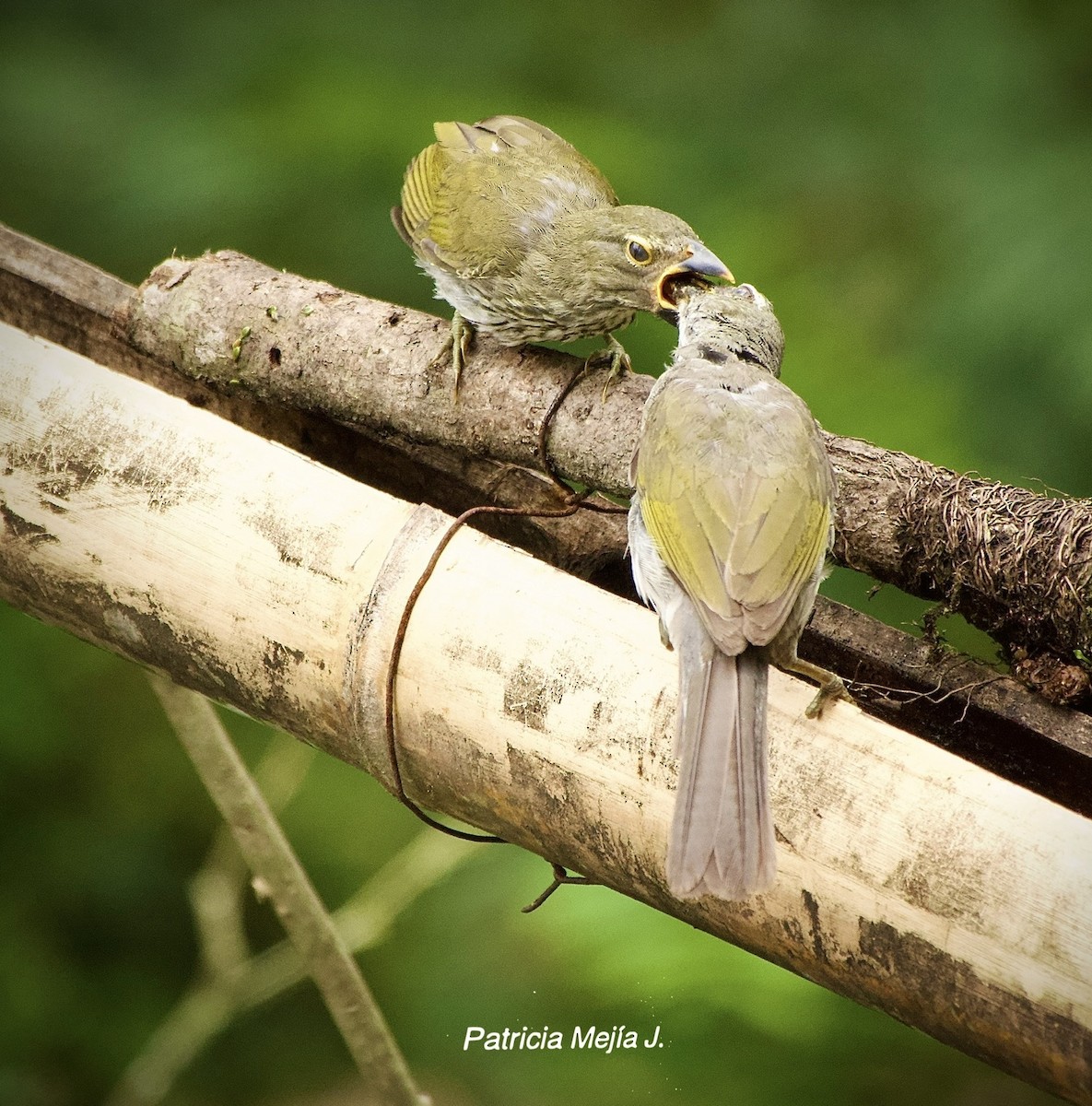 Streaked Saltator - ML641206162