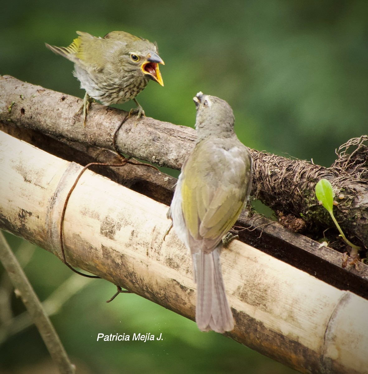 Streaked Saltator - ML641206163
