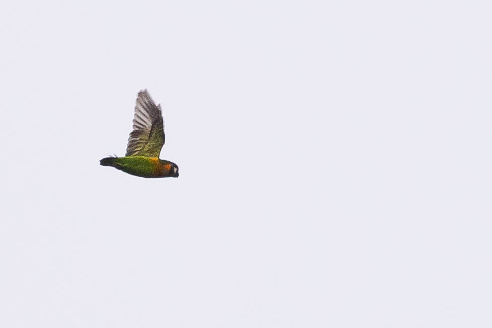 Dusky-cheeked Fig-Parrot - ML641206222